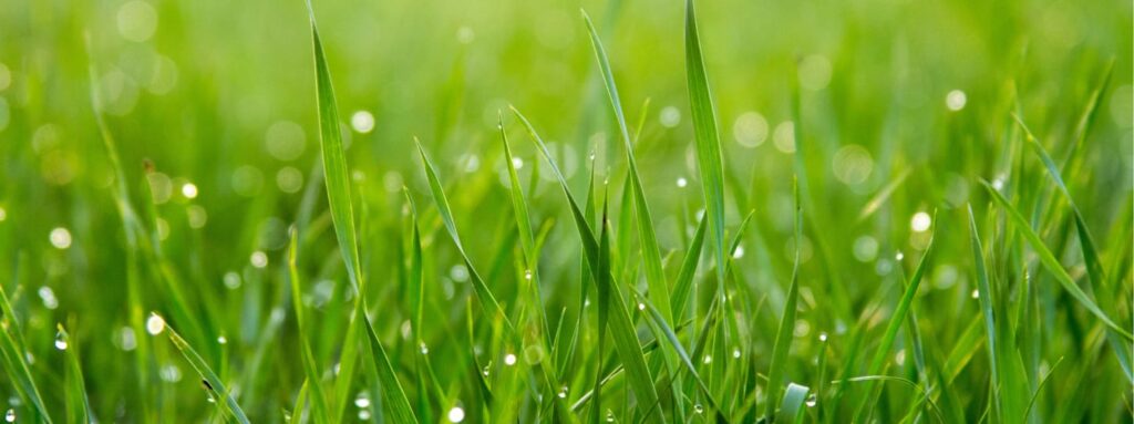 lawn care service summerfield nc