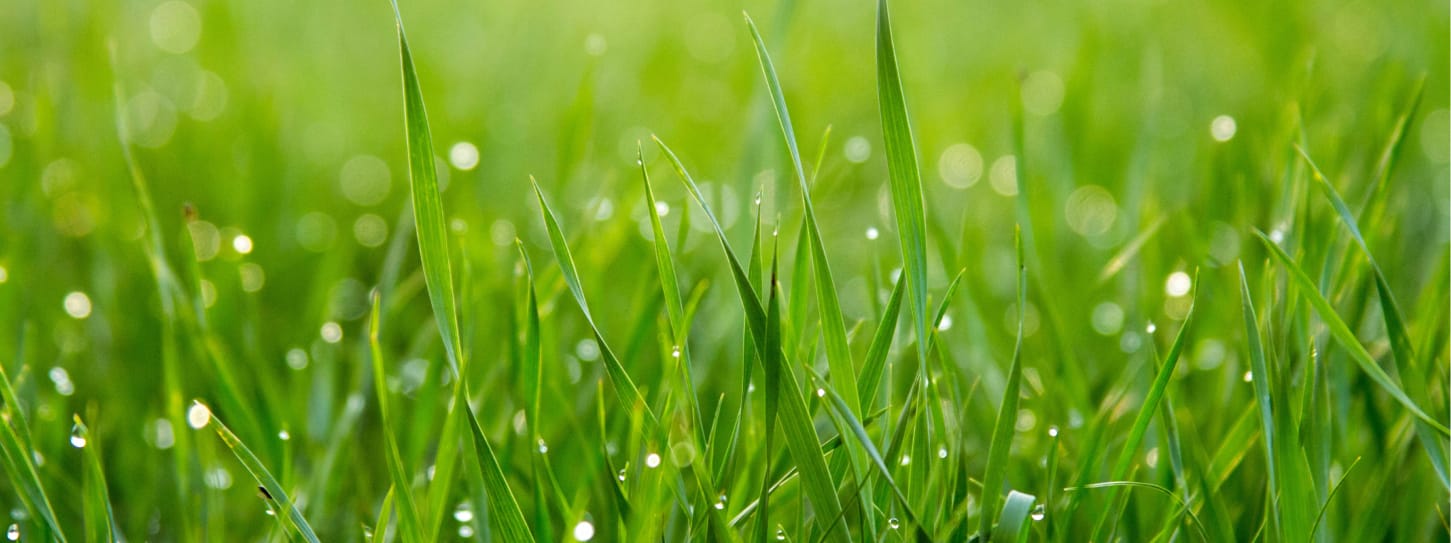 lawn care service summerfield nc