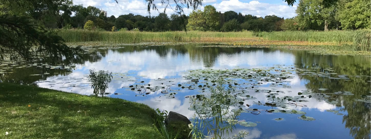 lawn care service summerfield nc