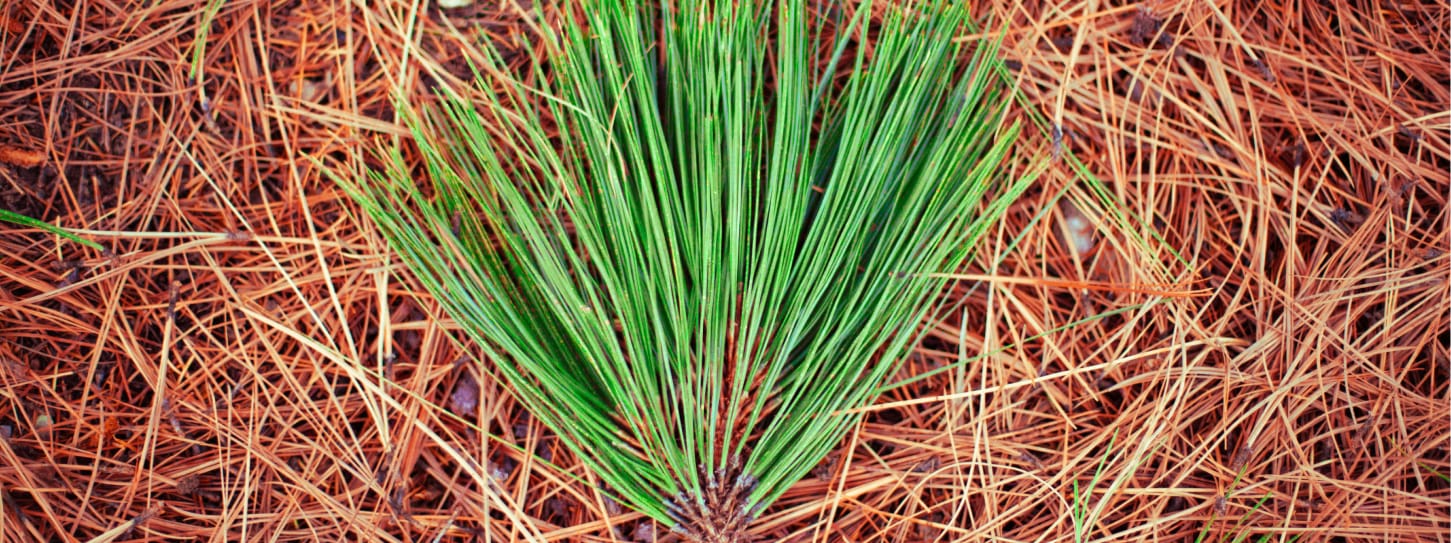 lawn care service summerfield nc
