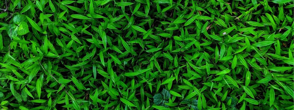 lawn care service summerfield nc