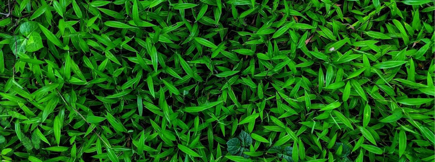 lawn care service summerfield nc