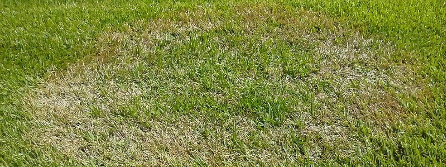 landscape design summerfield nc