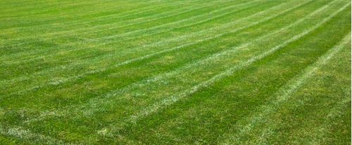 lawn care service summerfield nc